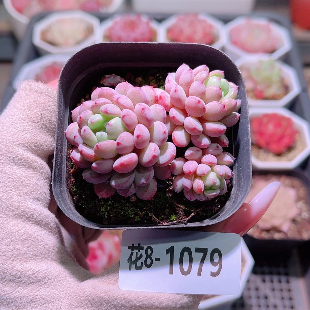 花利美8-1079珍珠豆
