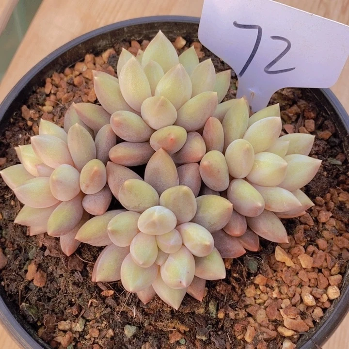 黄**?这个我就知道这点