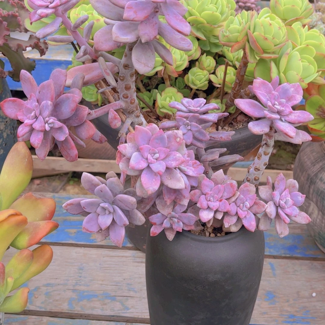 小***子多肉植物组合盆栽植物