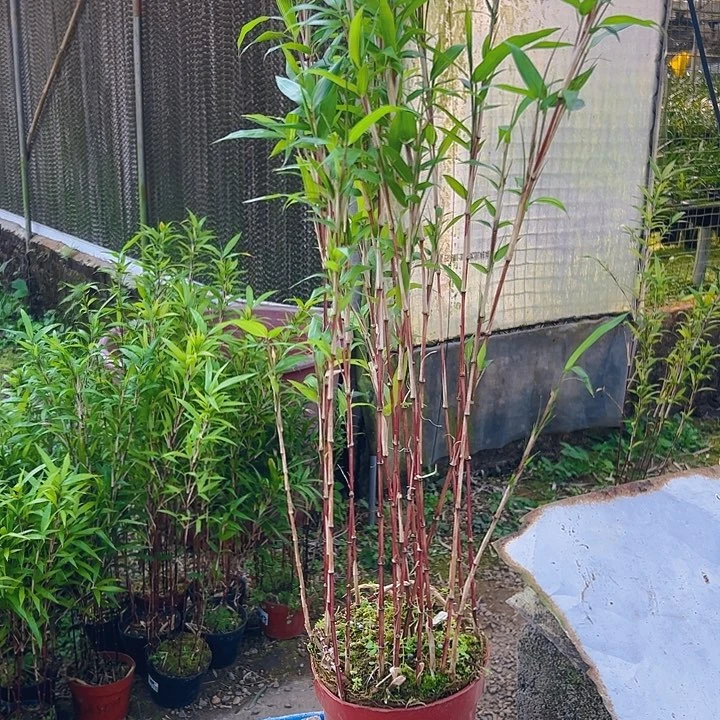 卓*?红寒竹111111