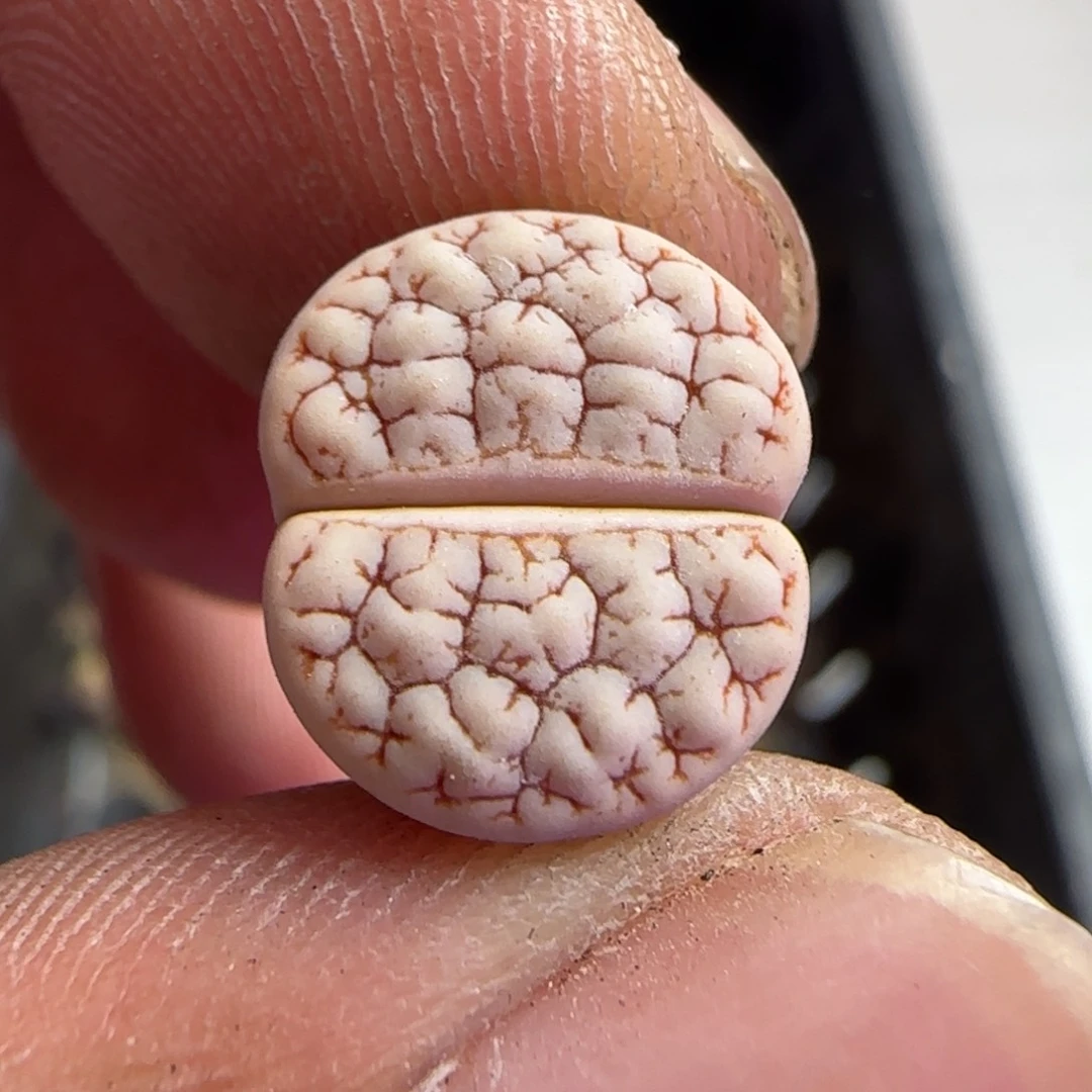 105生石花大棚直播