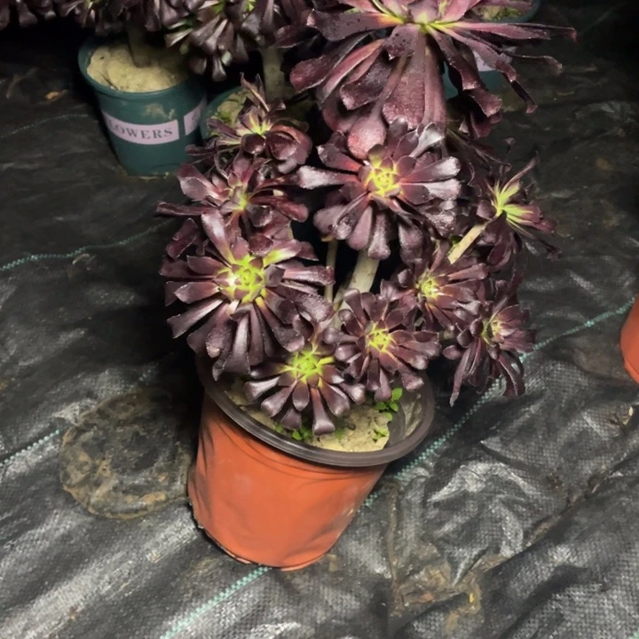 34墨法师多肉的多肉