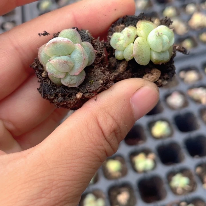 如梦零石化满18包邮发2颗