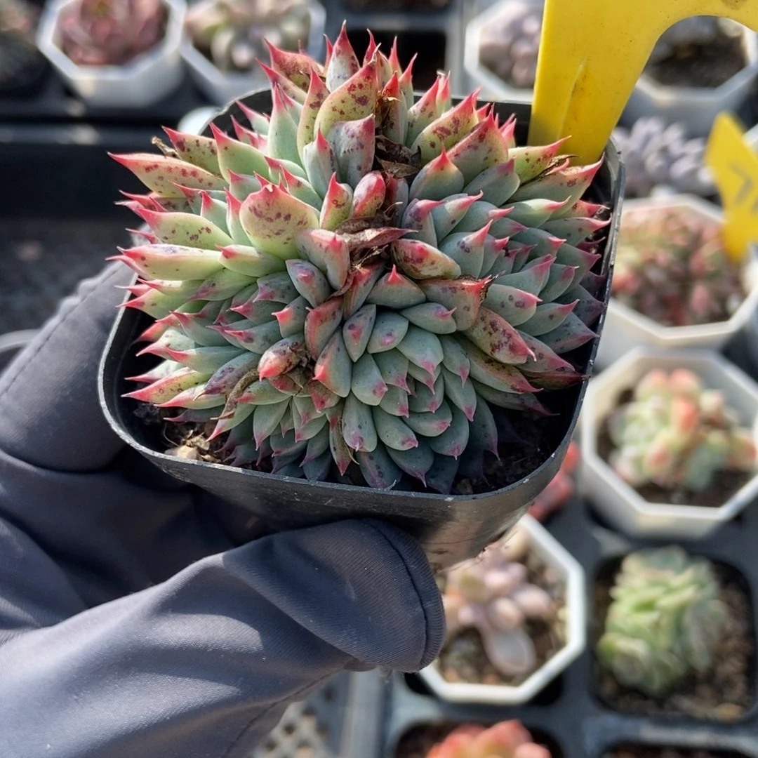 6097琵琶仙子多肉植物