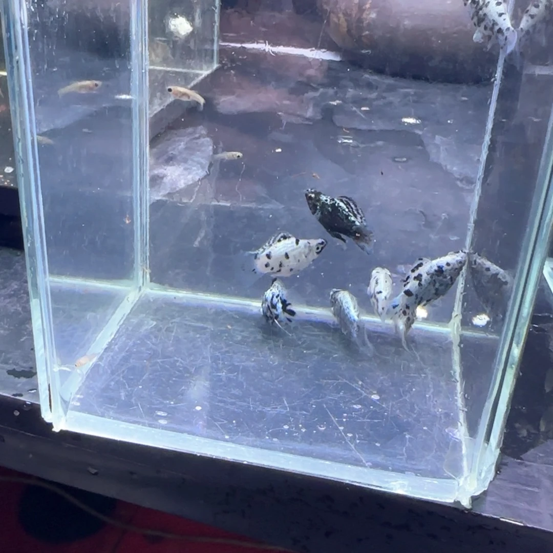孔雀鱼小奶牛8条鱼