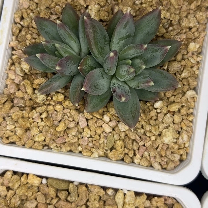 新品暗纹美人双头11111