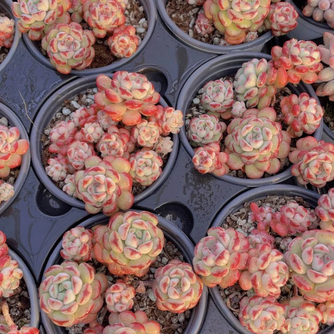 855号老桩捧花萌豆大群一个