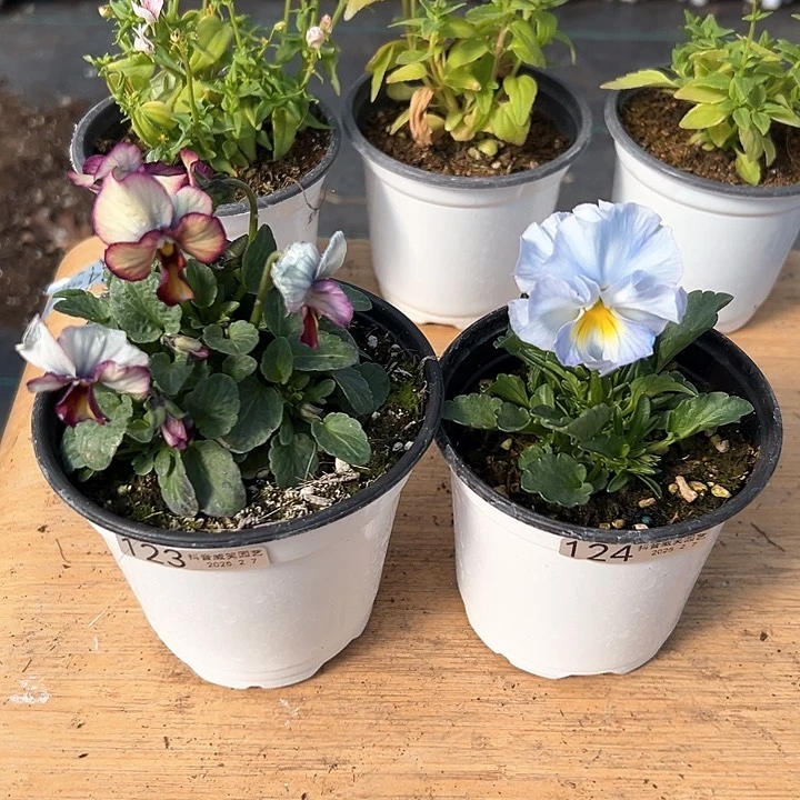 水晶抖音直播闪拍123-124