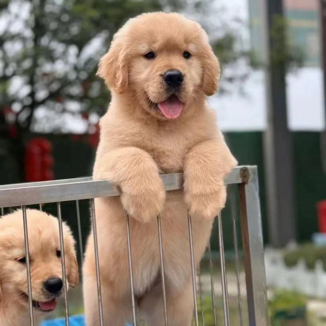 万哥宠物 泰迪 比熊  雪纳瑞 一物一拍