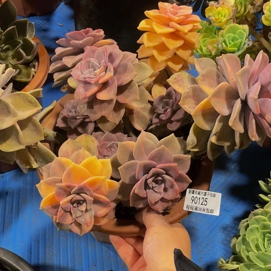 烟****?紫乐锦90125多肉