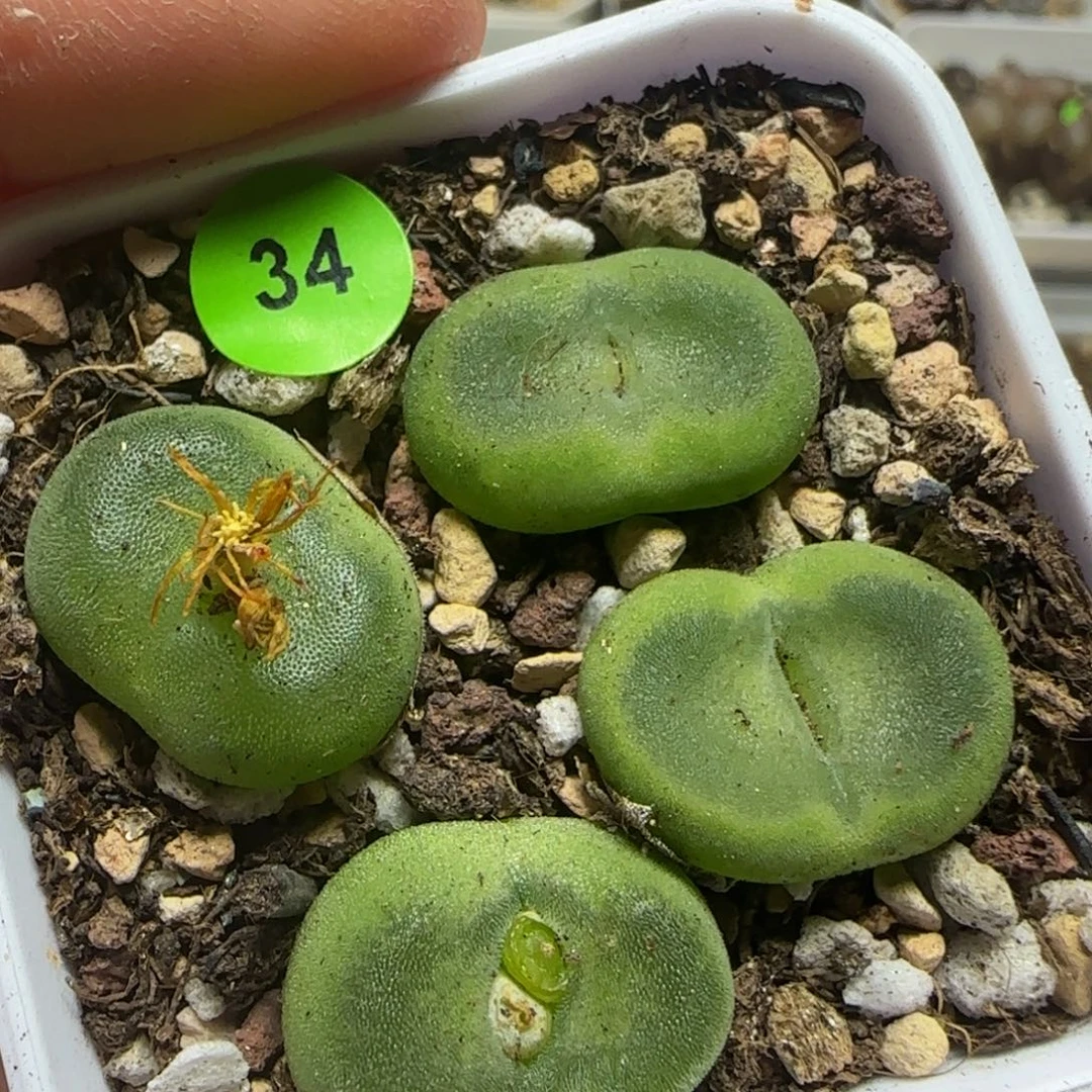 水晶鞋1.7多肉植物34