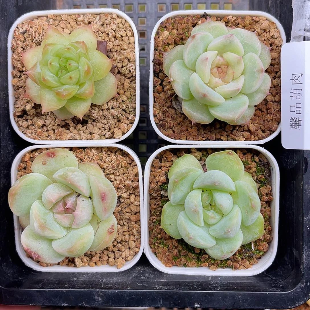 多肉一物一拍8-152