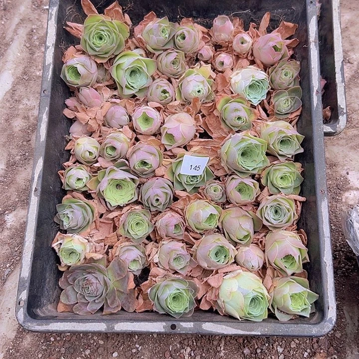 山地玫瑰多肉植物山地145