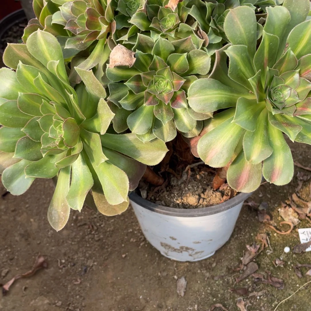 444粉女中班多肉法师断枝不包