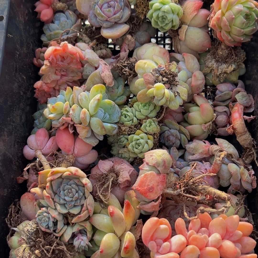 706多肉葡萄的味道真的