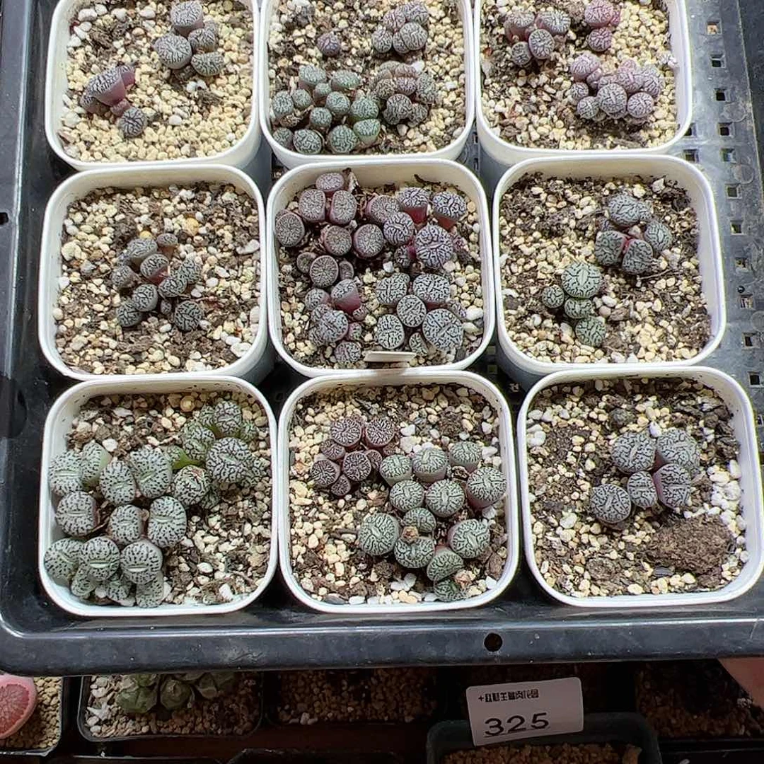 【闪购商品】55 超墨 清 带盆