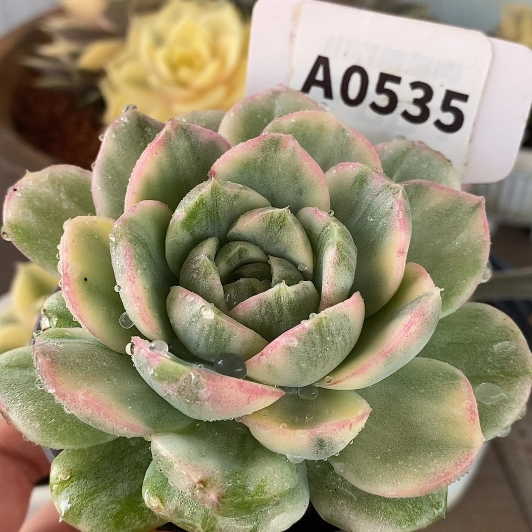 535红心东云杂哈哈哈哈哈
