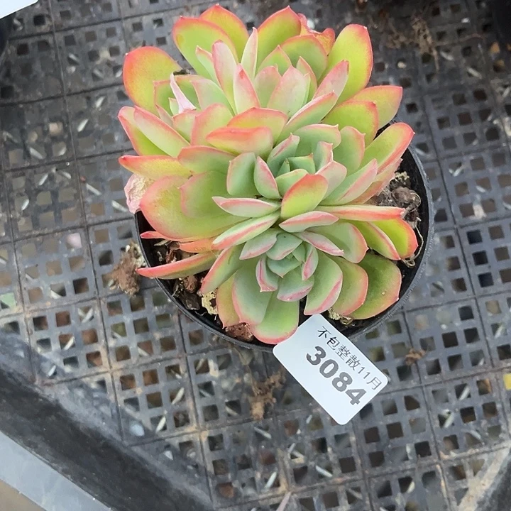 阿雅园艺。          3084绮罗朵朵