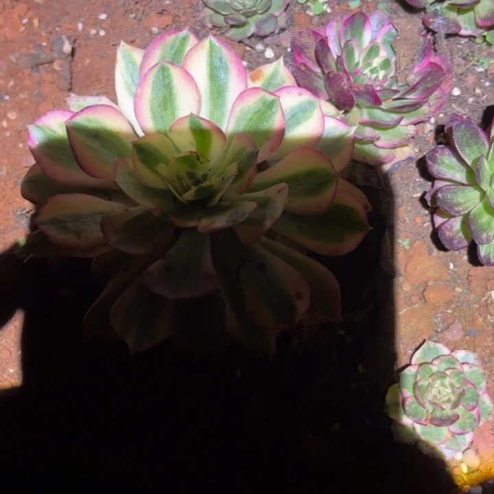 组合缀化捧花单头15颗掌心多肉法师锦