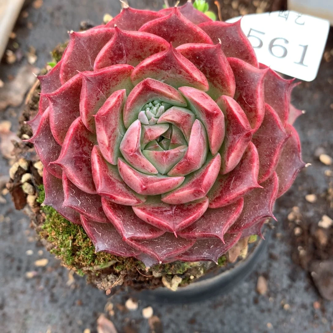 ༒4561杂交多肉植物