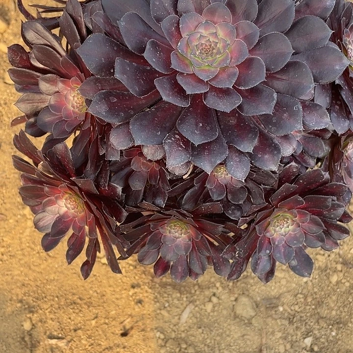 068黑同壶多肉植物