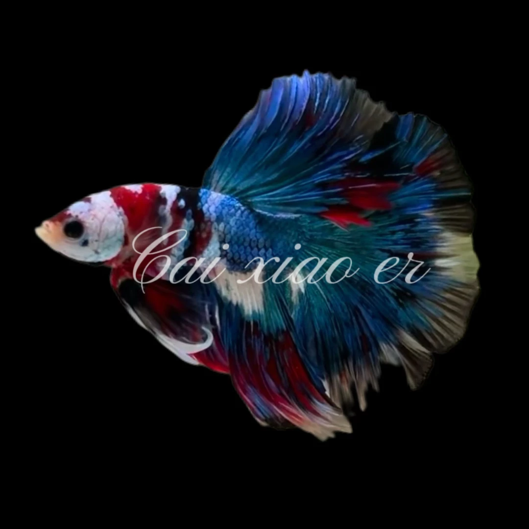 A5（97-120）斗鱼活体半月热带观赏鱼好养耐活（直播间选鱼）