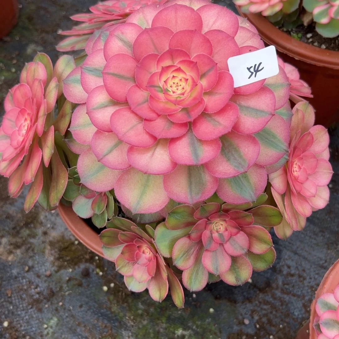 54荔枝多肉植物系