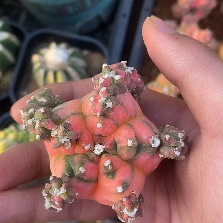 福利散斑龟甲鸾锦