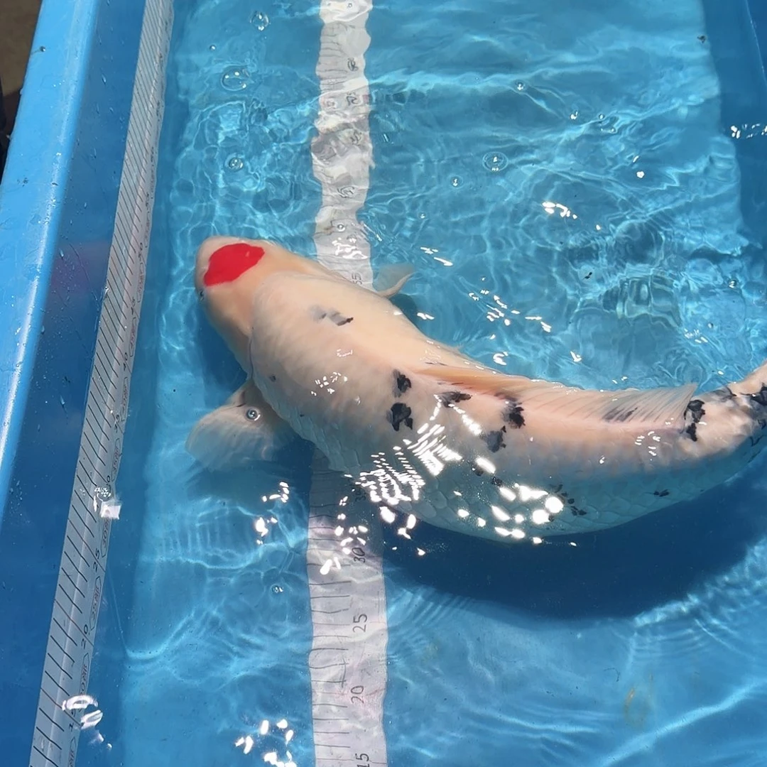 锦鲤单三专拍链接