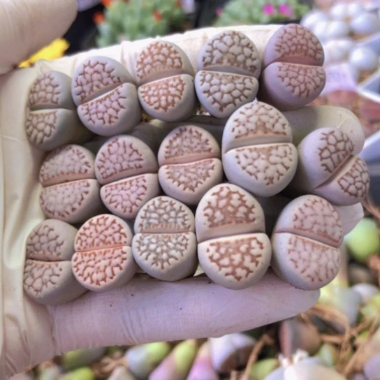 059，1.5-2厘米如图