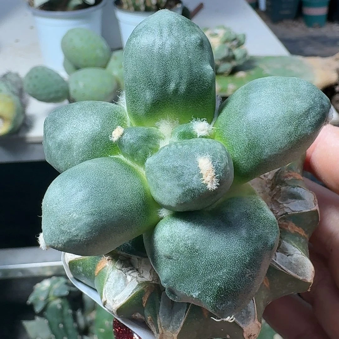 【闪购商品】无花朵洒*蛋尤472