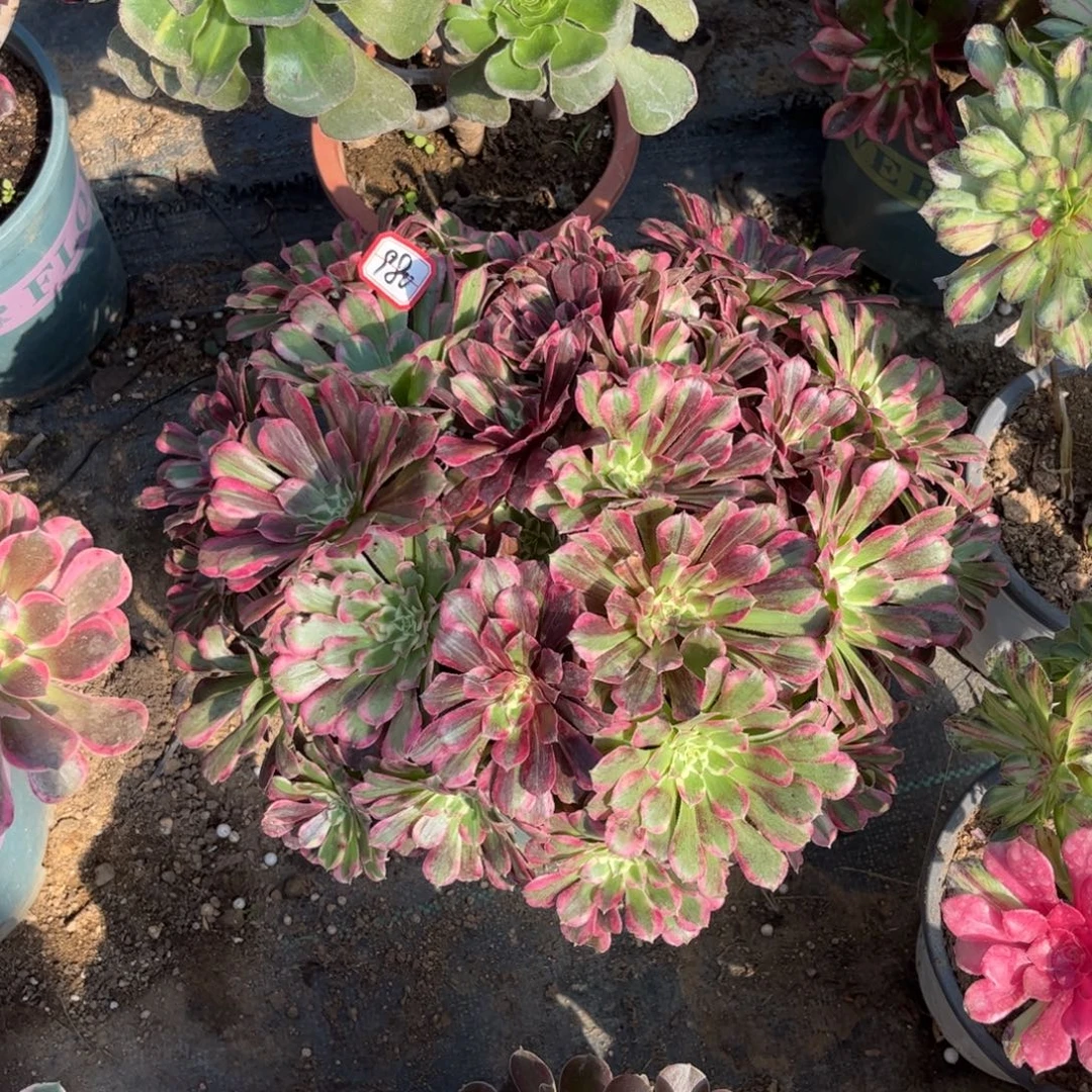 980多肉植物同花顺