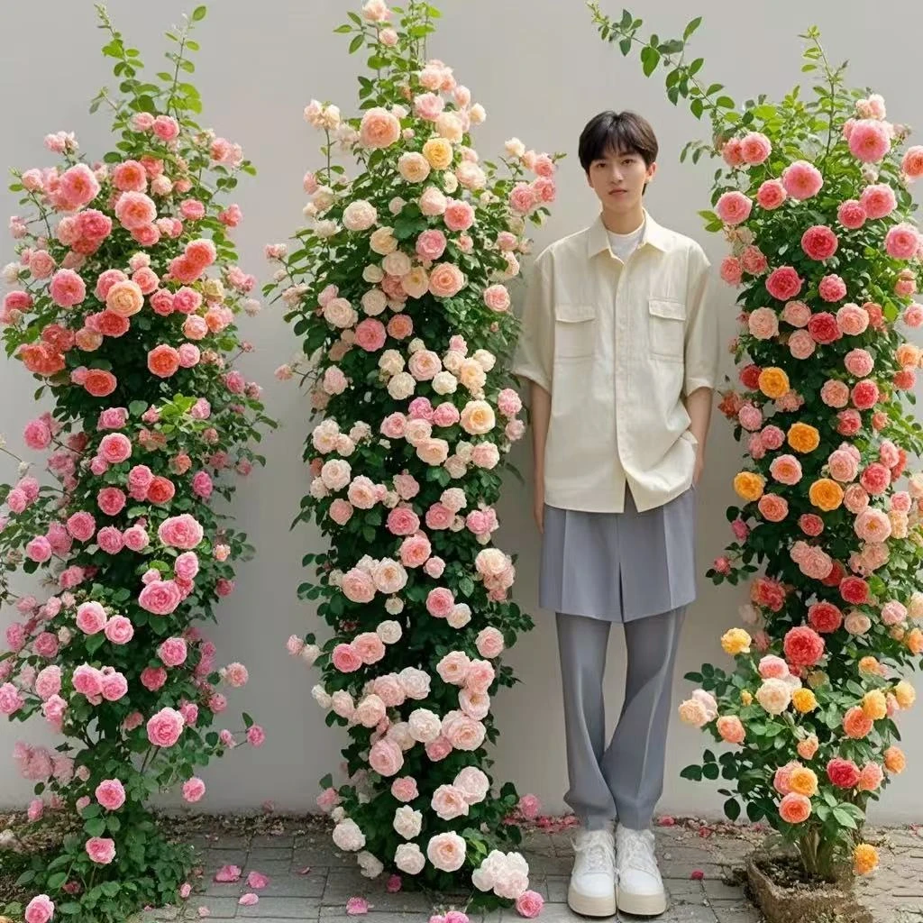 20多个花墙成型拱门大苗修剪1.5米爬墙月季花四季开花盆栽花卉