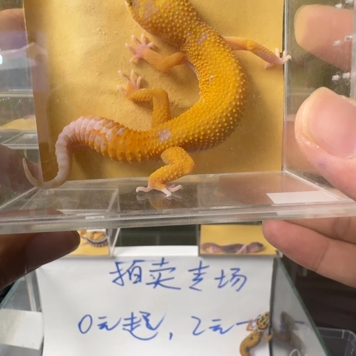 豹纹守宫豹纹0元开怼！