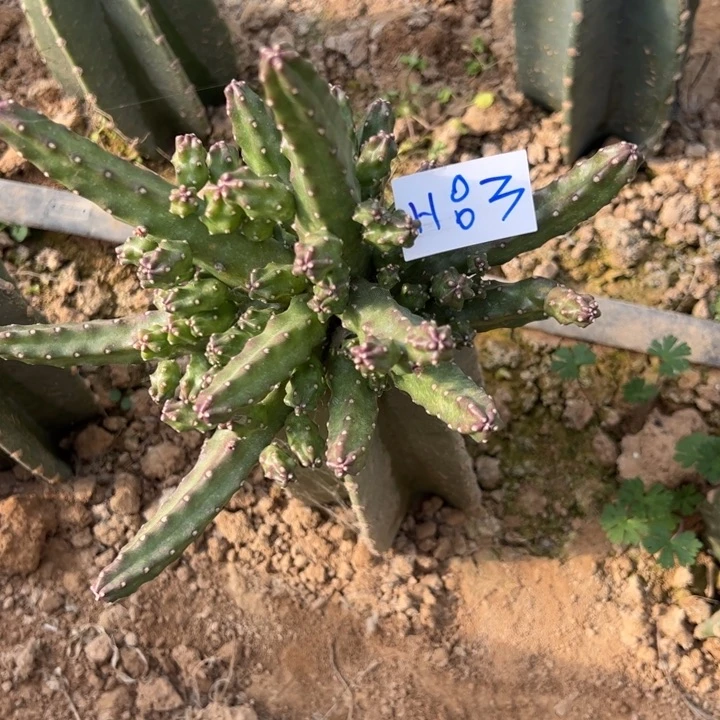 心***缘H83量天尺嫁接重瓣水仙晴朗150