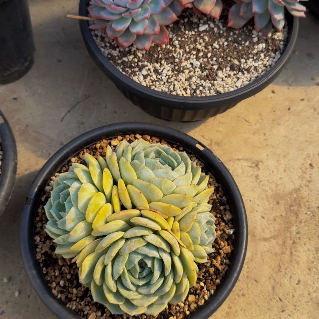 劳林福利一物一拍