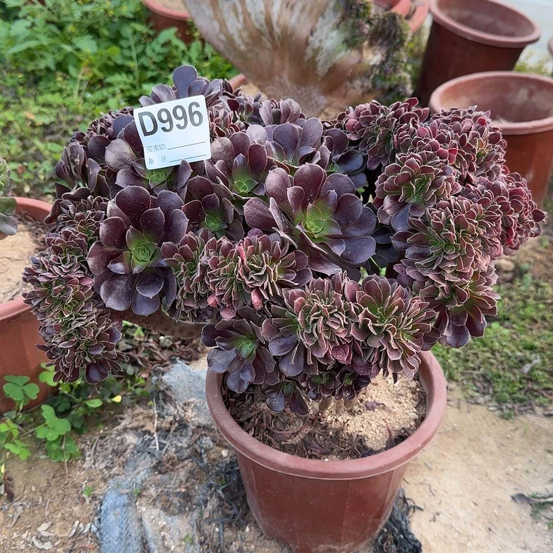 966欧紫朵朵一颗呀呀