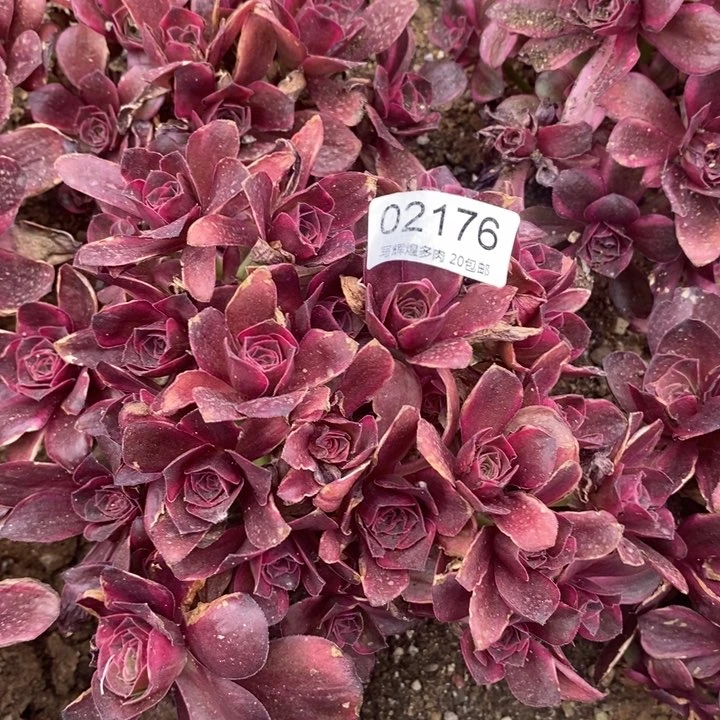 02176魅金玫瑰锦多肉植物