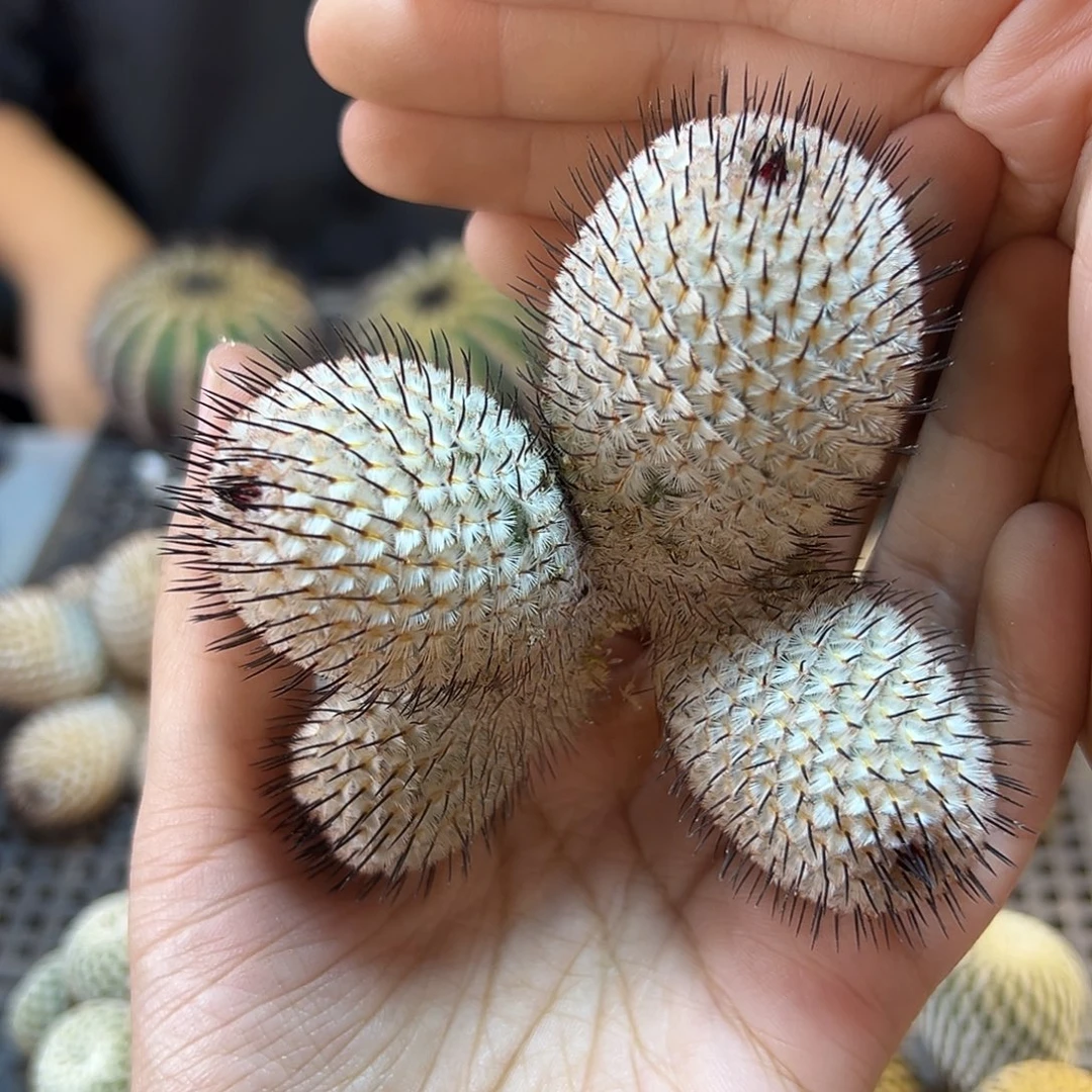 苗接直刺佩蕾群6公分无根