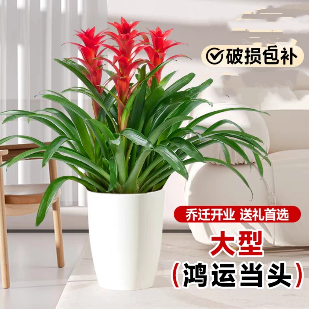 鸿运当头 四季开花 新疆包邮