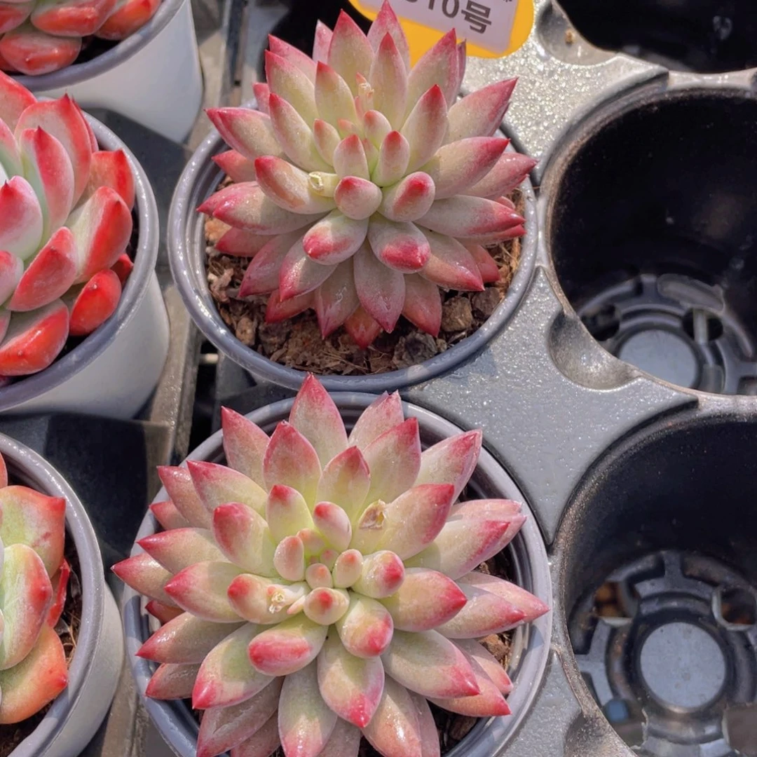 1310号母本大单头虞美人一个