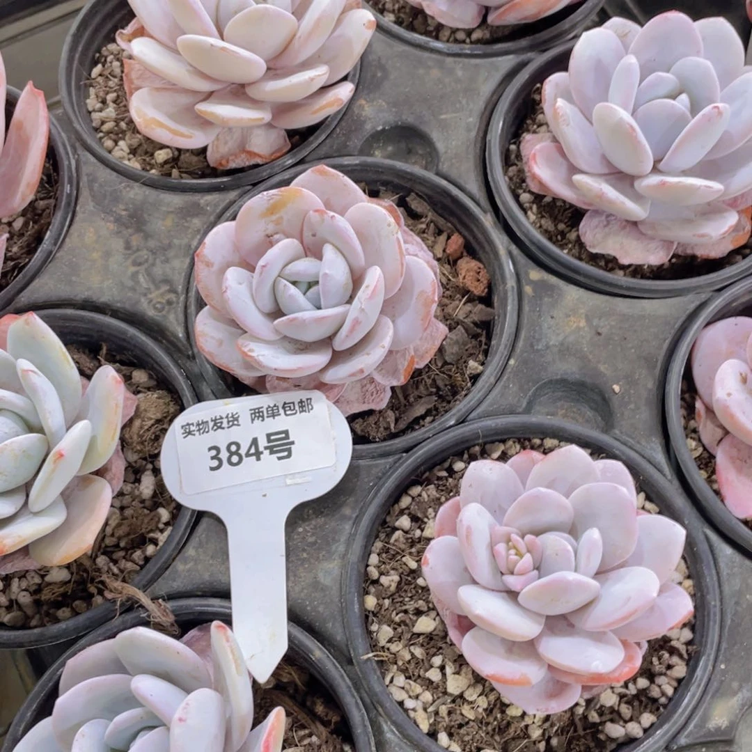 384号 宽叶全状态粉雪莲单头一个