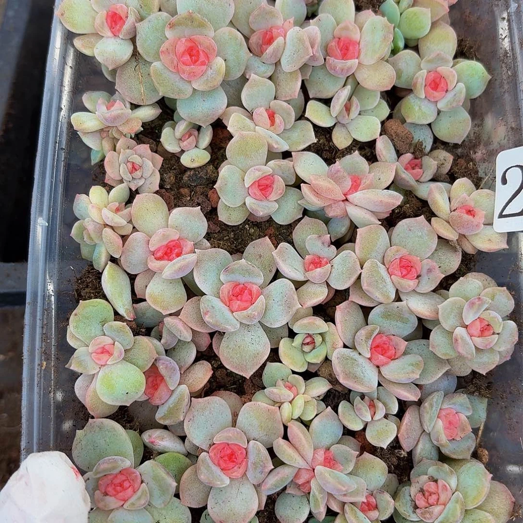 蔚*一多肉植物多肉植物203