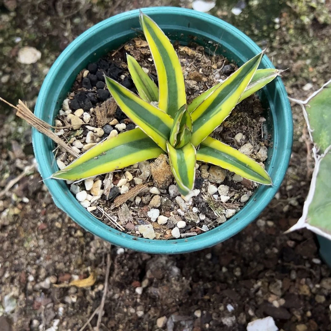 十***少屉之雪明宽腹轮植物