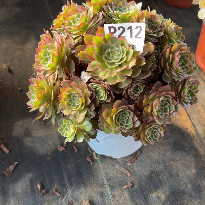 瑞妈，，。。。212莲花