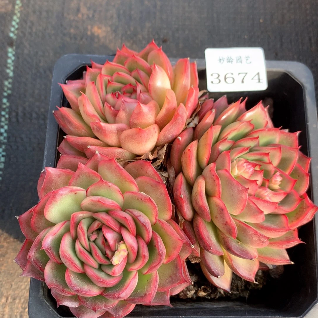 3674杂交多肉植物