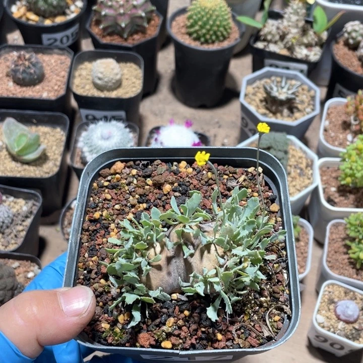 海****儿217产地格加厚墩菊大号