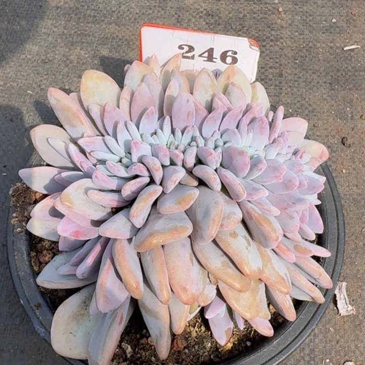 粉兔缀化246多肉植物