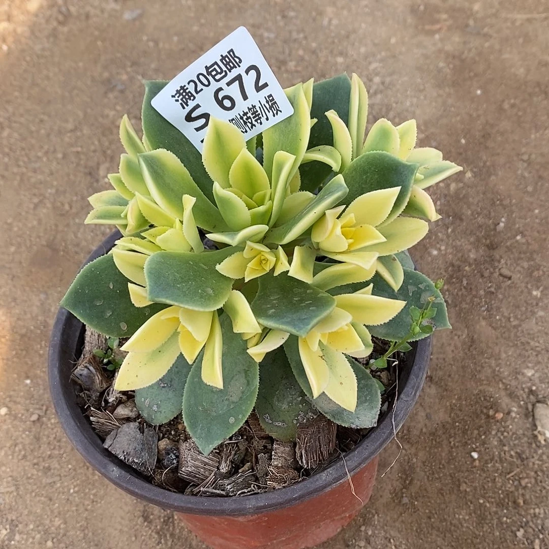 672艳日辉多肉法师锦