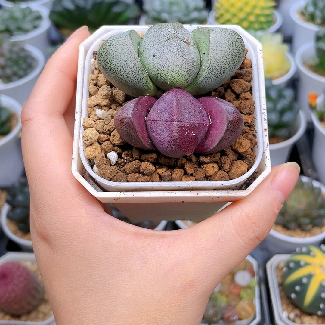 双元宝多肉，白盆